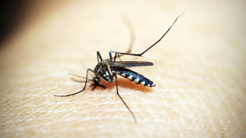 Fighting Malaria with GMO Mosquitoes in Djibouti